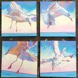 seagulls series 1a