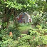 grey shed wildlife garden