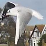 seagulls over dovercourt