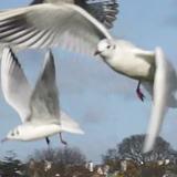 seagulls over the boating lake