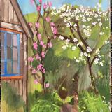 painting apple blossom behind the brown shed