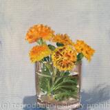 Marigolds in a glass