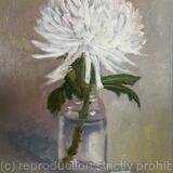 Fading chrysanthemum