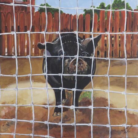 Pot-bellied pig Cullentra 