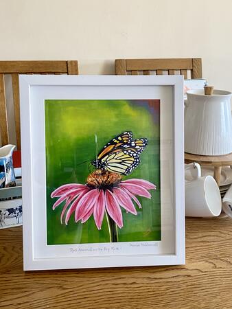 Red Admiral on the Big Pink