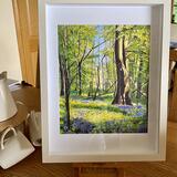 Bluebells Tobertynan wood