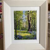 Bluebells Tobertynan Wood 