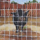 Pot-bellied pig Cullentra 