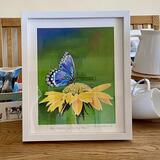 Blue Butterfly on the Big Yellow 