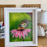 Red Admiral on the Big Pink