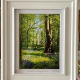 Bluebells Tobertynan Wood