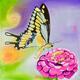 Butterfly Love