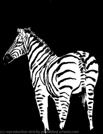 Zebra